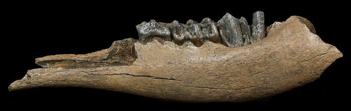 Irish Elk Jaw Section - Pleistocene, Germany #45375